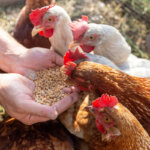aliment pour poules