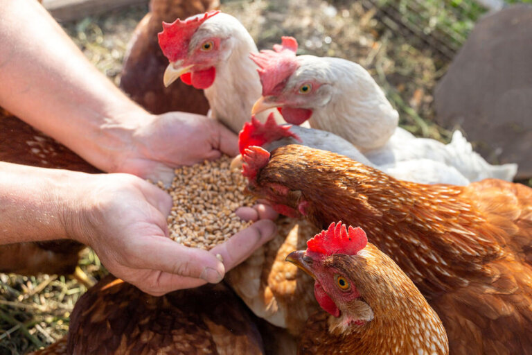 aliment pour poules