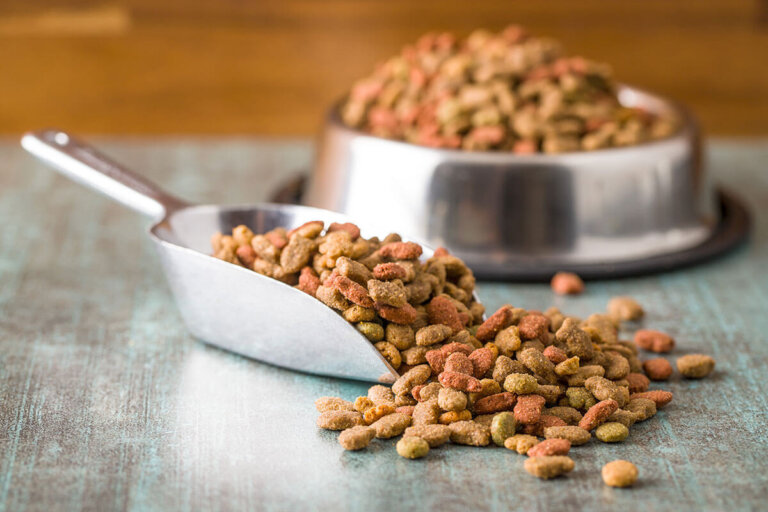alimentation diététique pour chiens