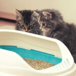 bac à litière pour chats