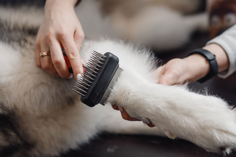 brosse pour chien