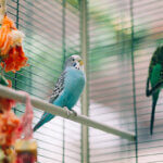 cage à oiseaux