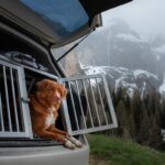 caisse pour chiens