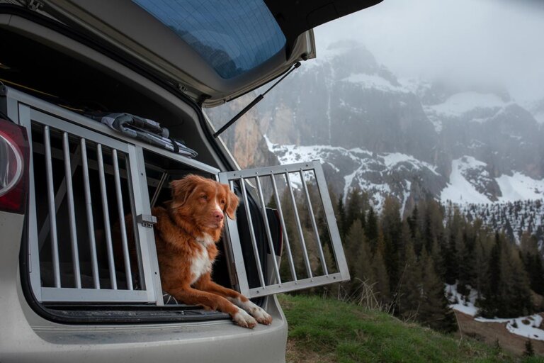 caisse pour chiens