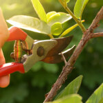 coupe-branches