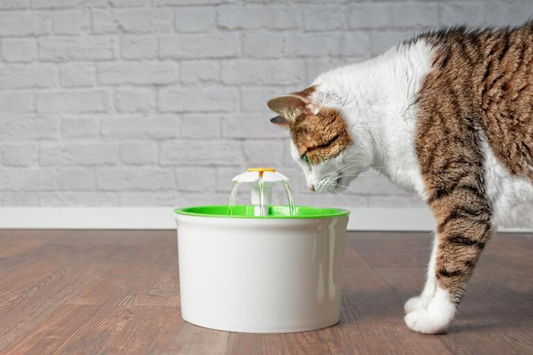fontaine à eau pour chats