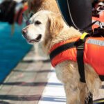 gilet de sauvetage pour chiens