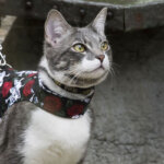harnais pour chats