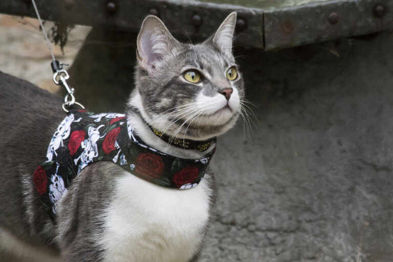 harnais pour chats