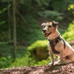 harnais pour chiens