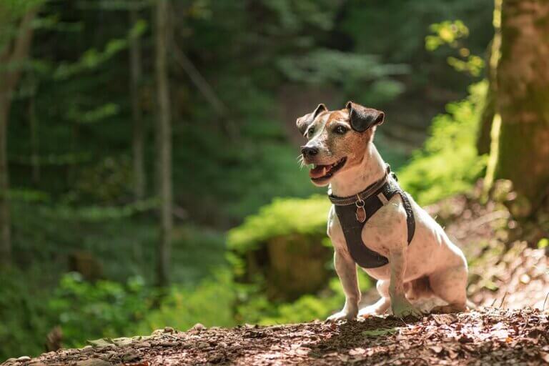 harnais pour chiens