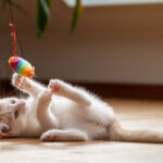 jouet pour chats