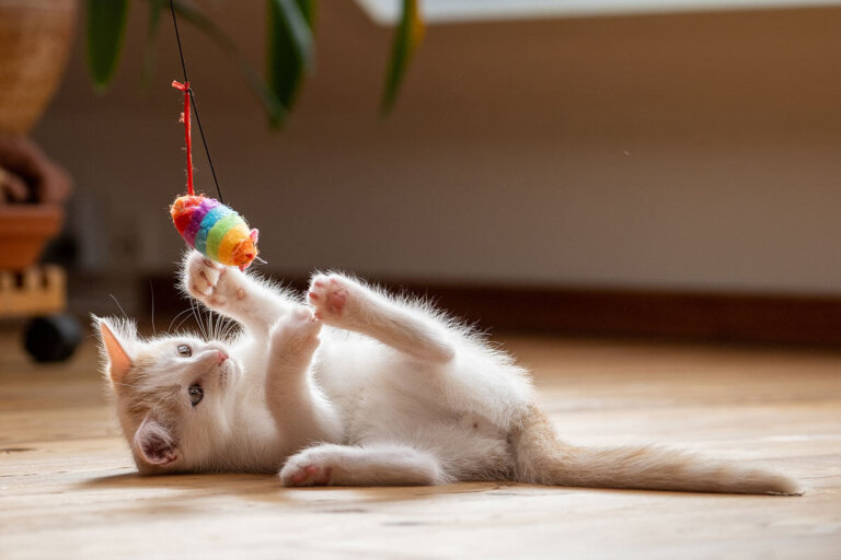 jouet pour chats