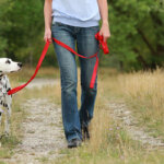 laisse pour chiens