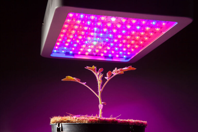 lampe pour plantes