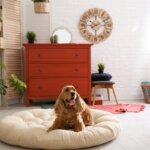 lit pour chiens