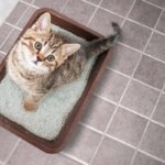 litière pour chats