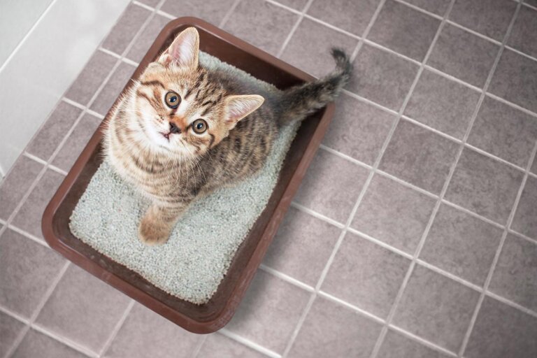 litière pour chats