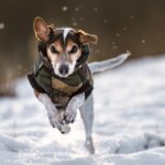 manteau pour chiens