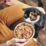 nourriture humide pour chats