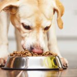 nourriture pour chiens