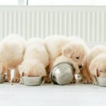 nourriture pour chiot