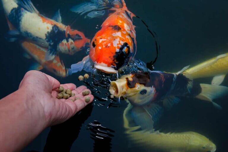 nourriture pour koi