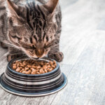 nourriture sèche pour chats