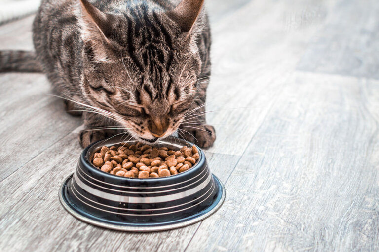 nourriture sèche pour chats