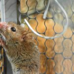 piège à rats