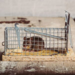 piège à souris