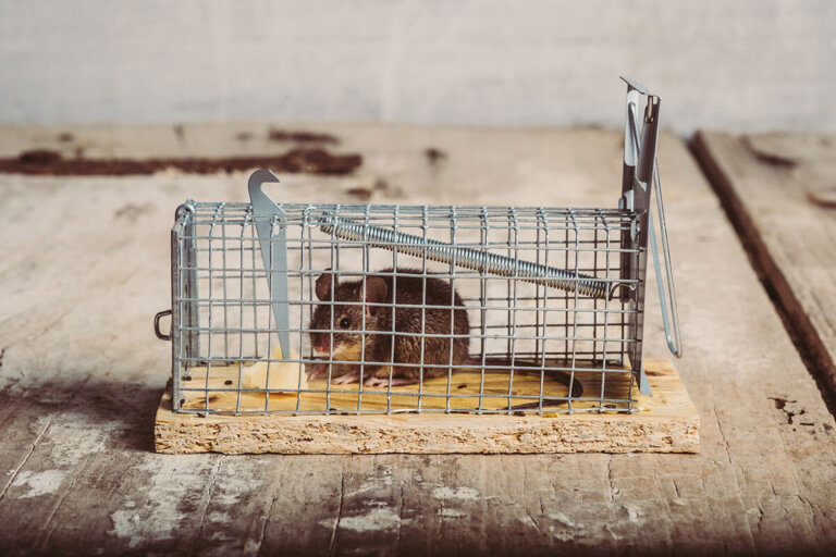piège à souris