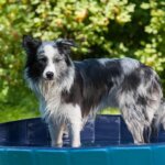 piscine pour chien