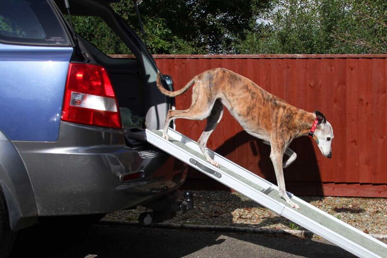 rampe pour chiens