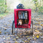 remorque vélo pour chien