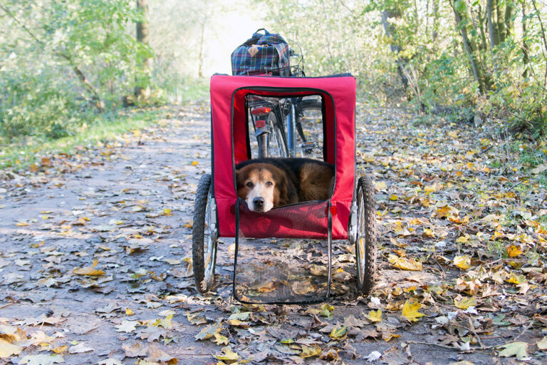 remorque vélo pour chien