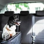 siège de voiture pour chiens