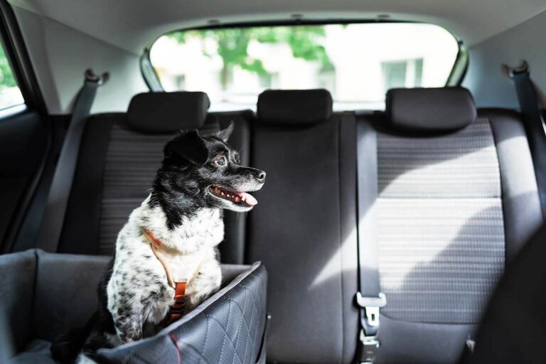 siège de voiture pour chiens