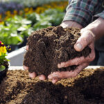 terreau pour fleurs